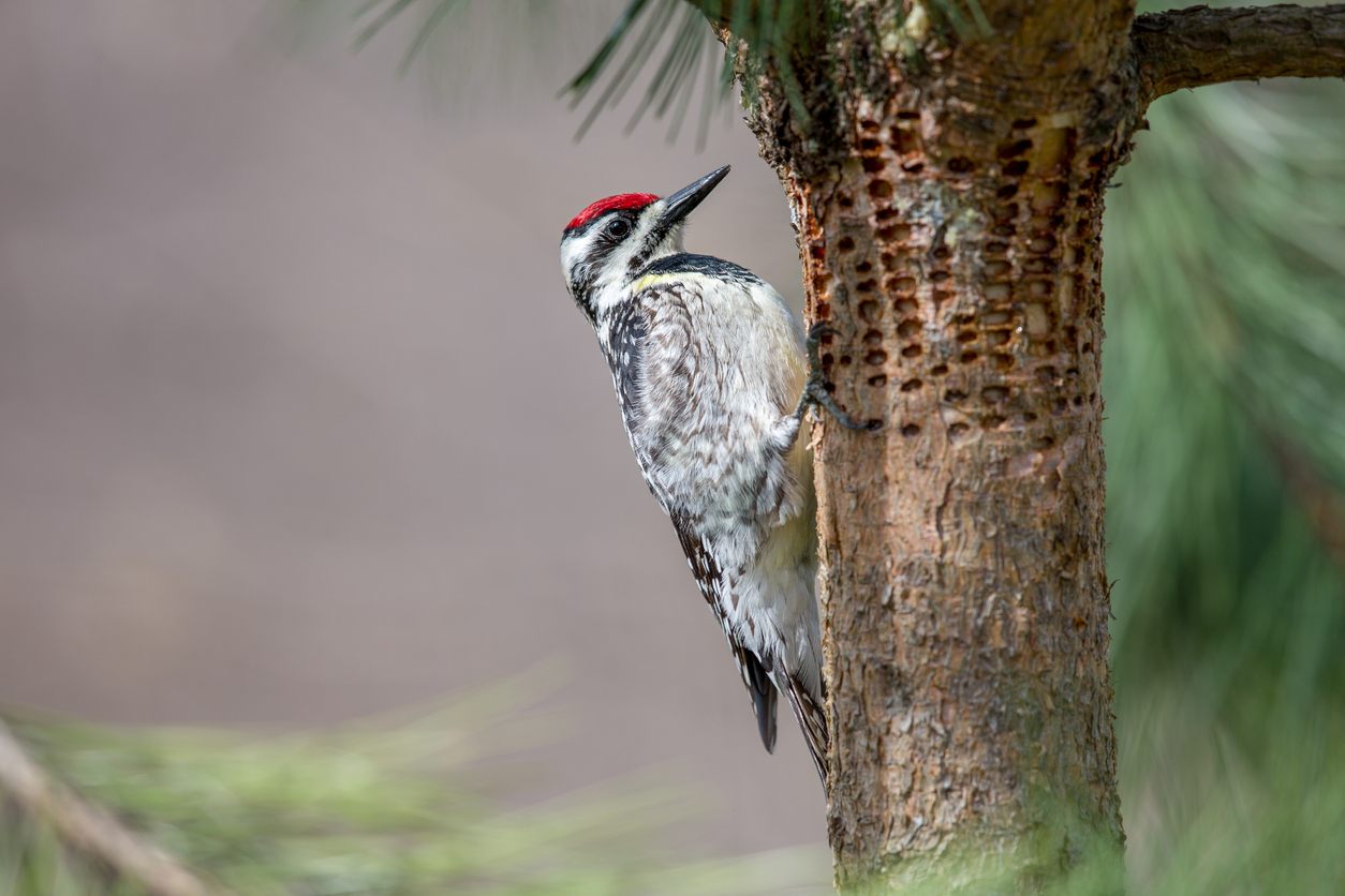 Woodpecker on a tree showing damage from his pecking.